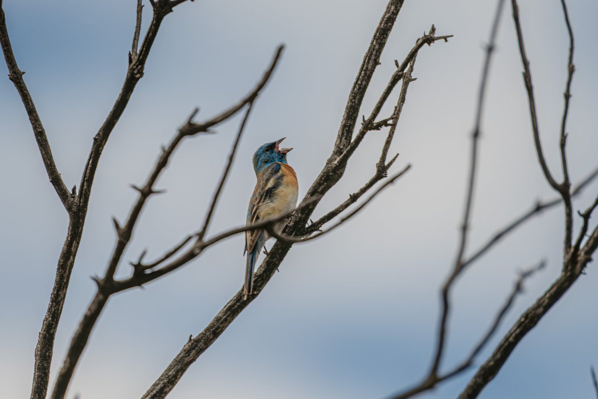 orksnork's tweet photo. lazuli bunting https://t.co/dHlNlfjR9k