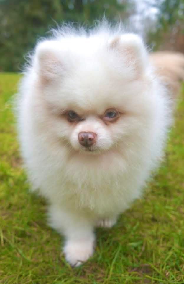BobbyRead's tweet photo. @Kristinartz Toby. He’s deaf and partially blind. https://t.co/U6ebacgQH9