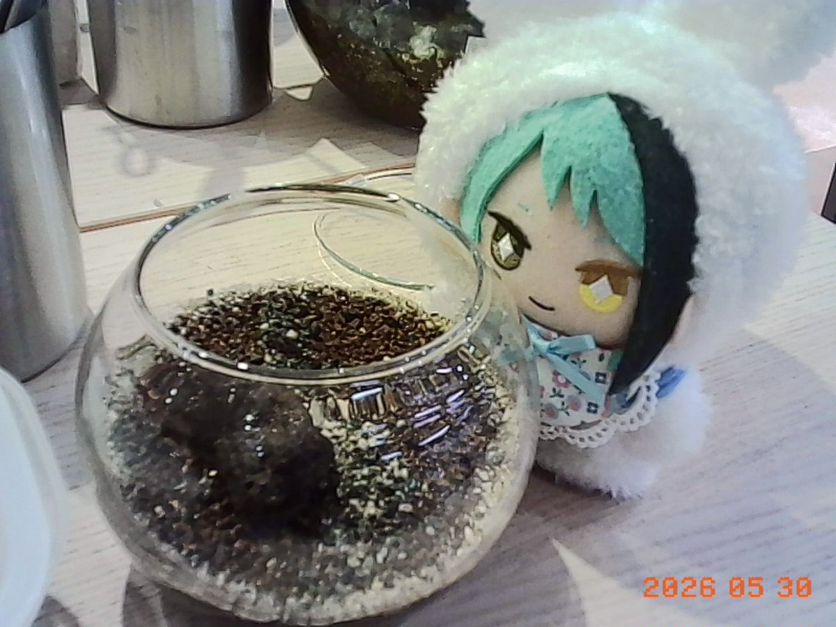 Post by なめこ🐞 on X: TOY📸