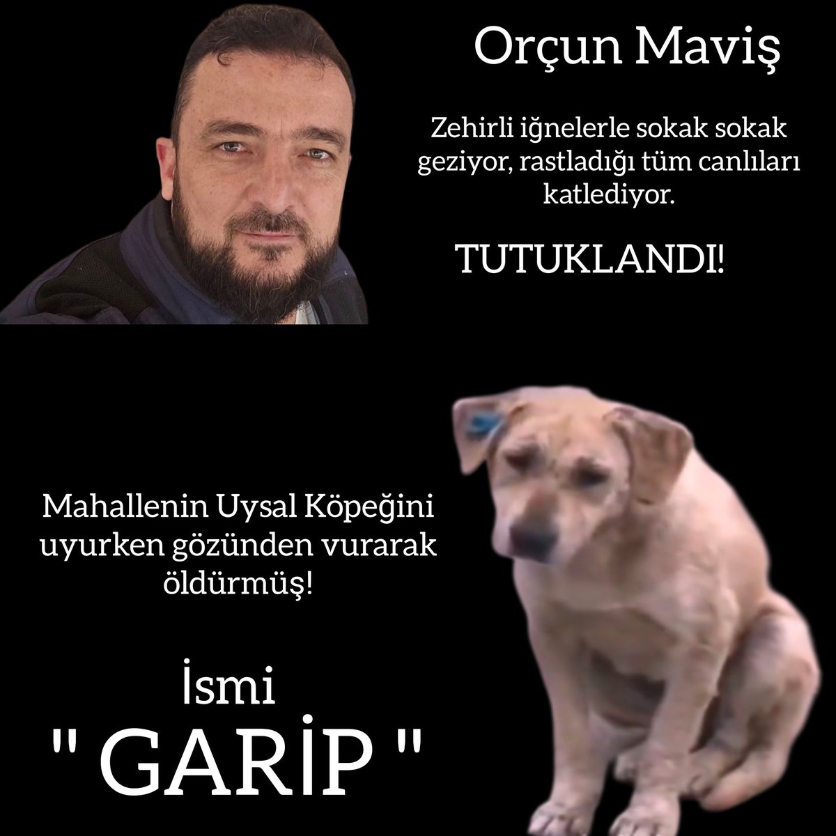 AyaMeftunn's tweet photo. Bunların yaptığı vahşiliği, caniliği elin Gavuru yapmıyor! 😠

Kimseye zararı olmayan Esnaf ve Mahallenin yedirip içirdiği hayvanı uyurken gözünden vurup katletmiş. 

Davayı biliyorsunuz, gereğini yapın lütfen Sayın @mustafaciftcitr 

@TC_icisleri
#SokakHayvanlarıSahipsizDeğil https://t.co/iBVmcnVvFP