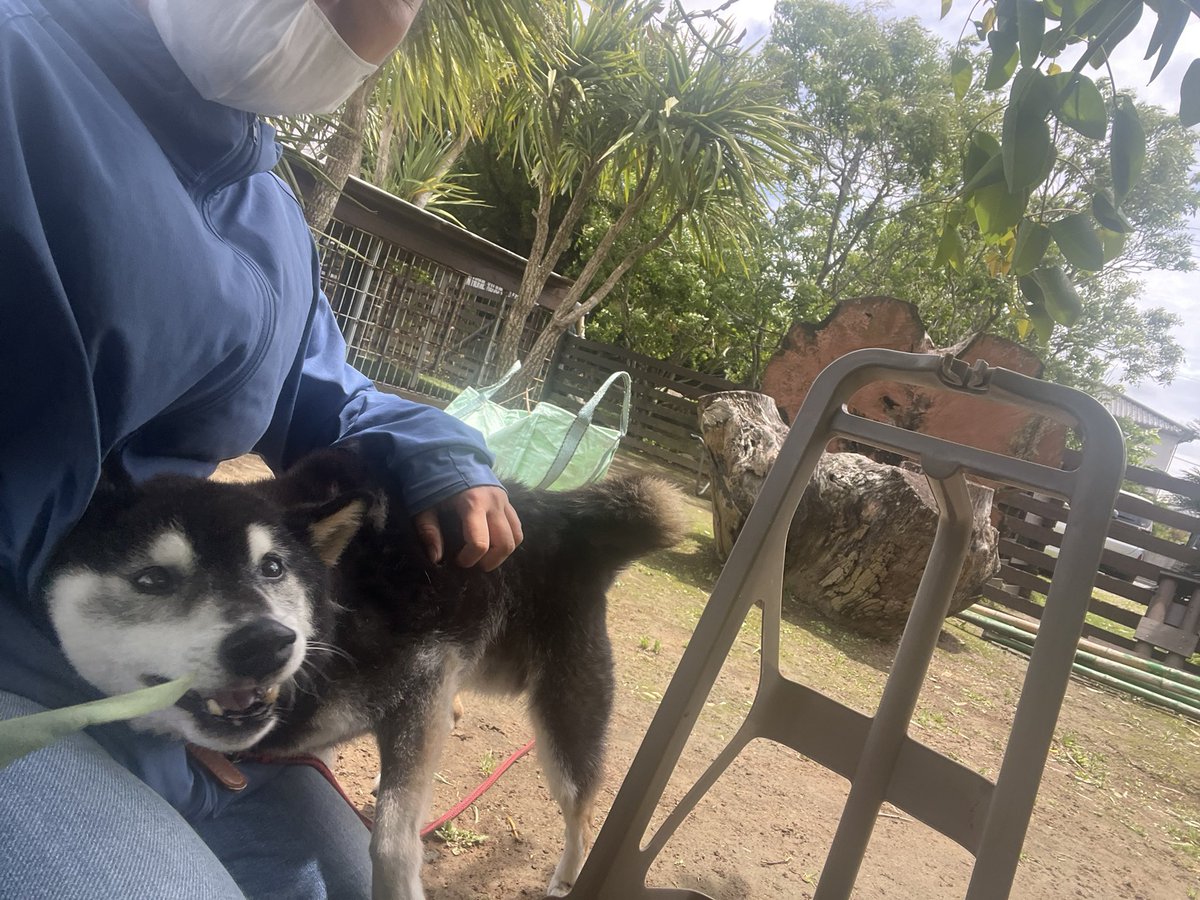 roukenhome9989's tweet photo. 【老犬ホーム】九十九里パーク台風の後片付けやっていく〜通りすがりゴエモンくん15歳絶賛換毛期中😙
https://t.co/gNW1HULCks
#老犬介護　#高齢犬　#長期お預かり　#成犬　#ロウケンズ応援団　#犬好きさんと繋がりたい  #秘密結社老犬倶楽部　#千葉　#海　#夜鳴き　#芝生　#ドックラン　#MIX犬　#柴犬 https://t.co/hAlnOCB2go