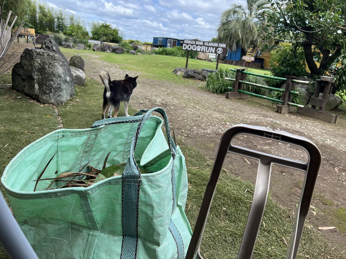 roukenhome9989's tweet photo. 【老犬ホーム】九十九里パーク台風の後片付けやっていく〜通りすがりゴエモンくん15歳絶賛換毛期中😙
https://t.co/gNW1HULCks
#老犬介護　#高齢犬　#長期お預かり　#成犬　#ロウケンズ応援団　#犬好きさんと繋がりたい  #秘密結社老犬倶楽部　#千葉　#海　#夜鳴き　#芝生　#ドックラン　#MIX犬　#柴犬 https://t.co/hAlnOCB2go