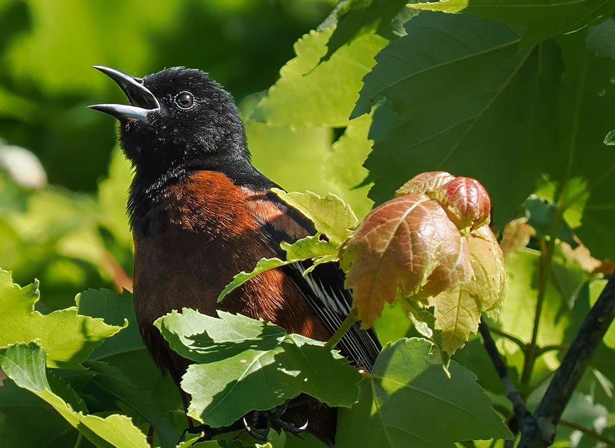 ParamClicks's tweet photo. An Orchard Oriole making sure the whole marsh knows he's ready for company @ Huntley Meadows Wetlands, Virginia, USA. (2026-05-30) #NaturePhotography #TwitterNatureCommunity #BBCWildlifePOTD #ThePhotoHour #Naturelovers #IndiAves #love https://t.co/cwBkzXTj4G