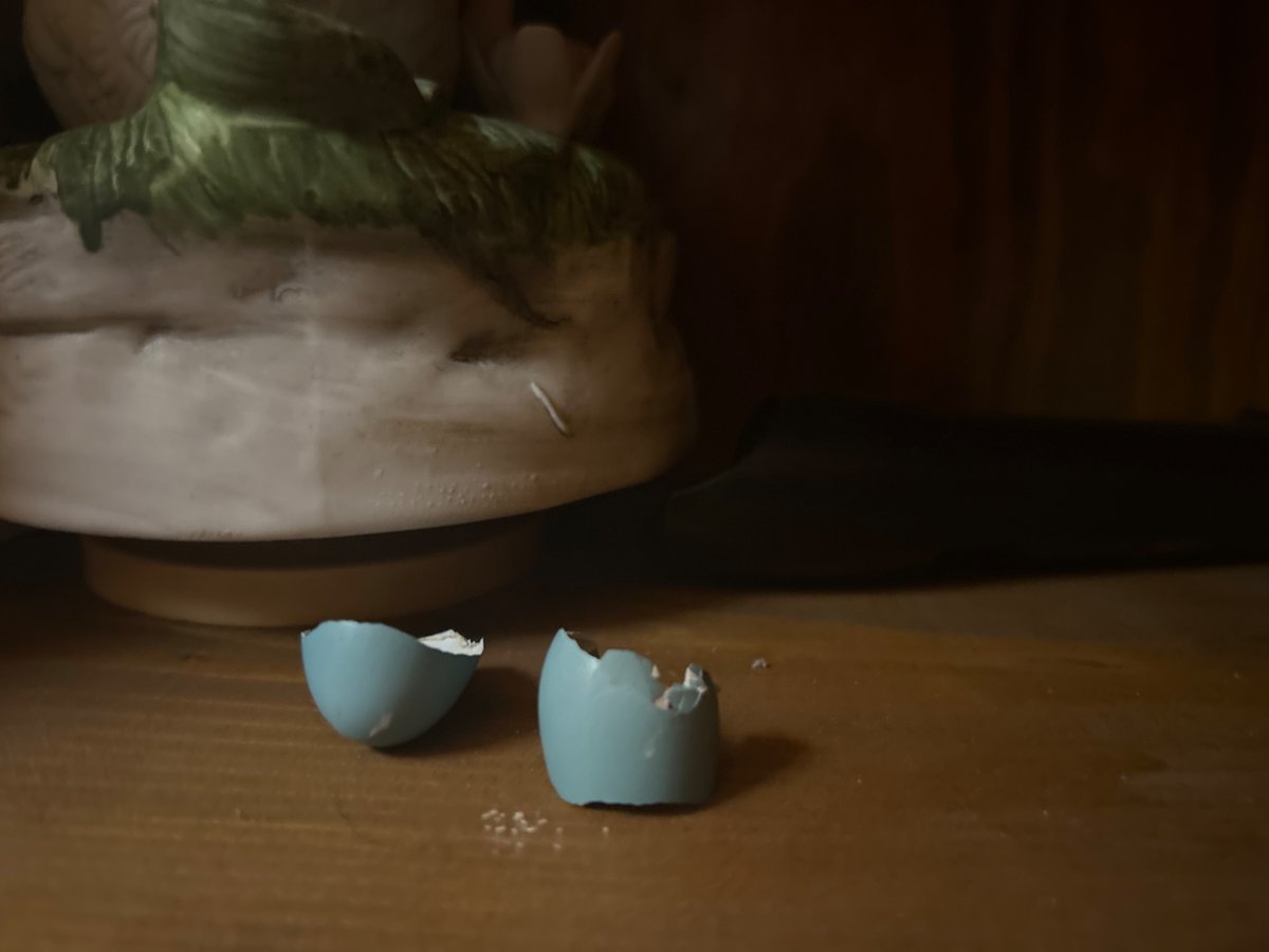 ChicPotPi3's tweet photo. A faggot touched my robin and egg who do I kill first? https://t.co/uW1MmnEFvk