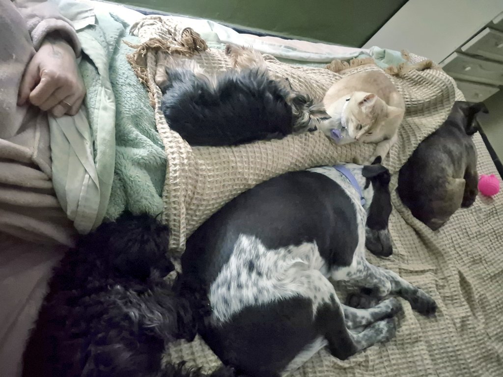 aaguvolpato's tweet photo. Pegaditos a la humana para más placer🤭🤭🤭 https://t.co/GSSRT3KOs0