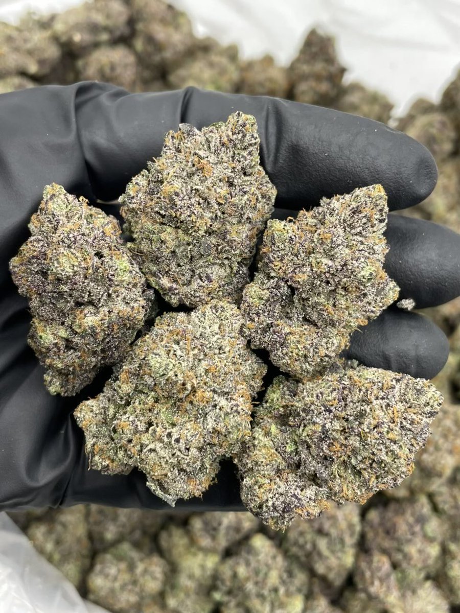 TherealplugLS's tweet photo. ⬆️ Raspberry Gobstoppers indoors 
Sticky purple buds with nice structure and high frost coverage. Bomb candy gobstoppers noses with exotic raspberry terps! #atl #atlplug #atlza #atlanta #decatur #zaza #redan #eastsideatl #buckhead #westsideatl #midtownat| #lithonia #downtownatl #pluginatl
#dallas #dallasplug #dallasweed #dallascontent #plug #dfw #arlington