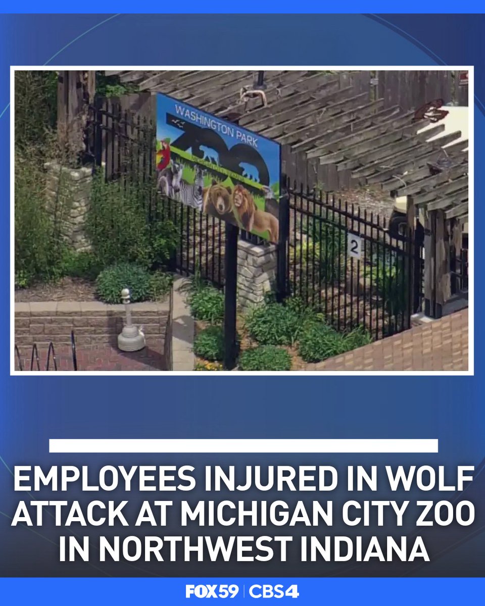 FOX59's tweet photo. Employees at Washington Park Zoo in NW Indiana were attacked by two wolves overnight Wednesday. https://t.co/Q7hV3JfNu9 https://t.co/mwOUl6vsiO