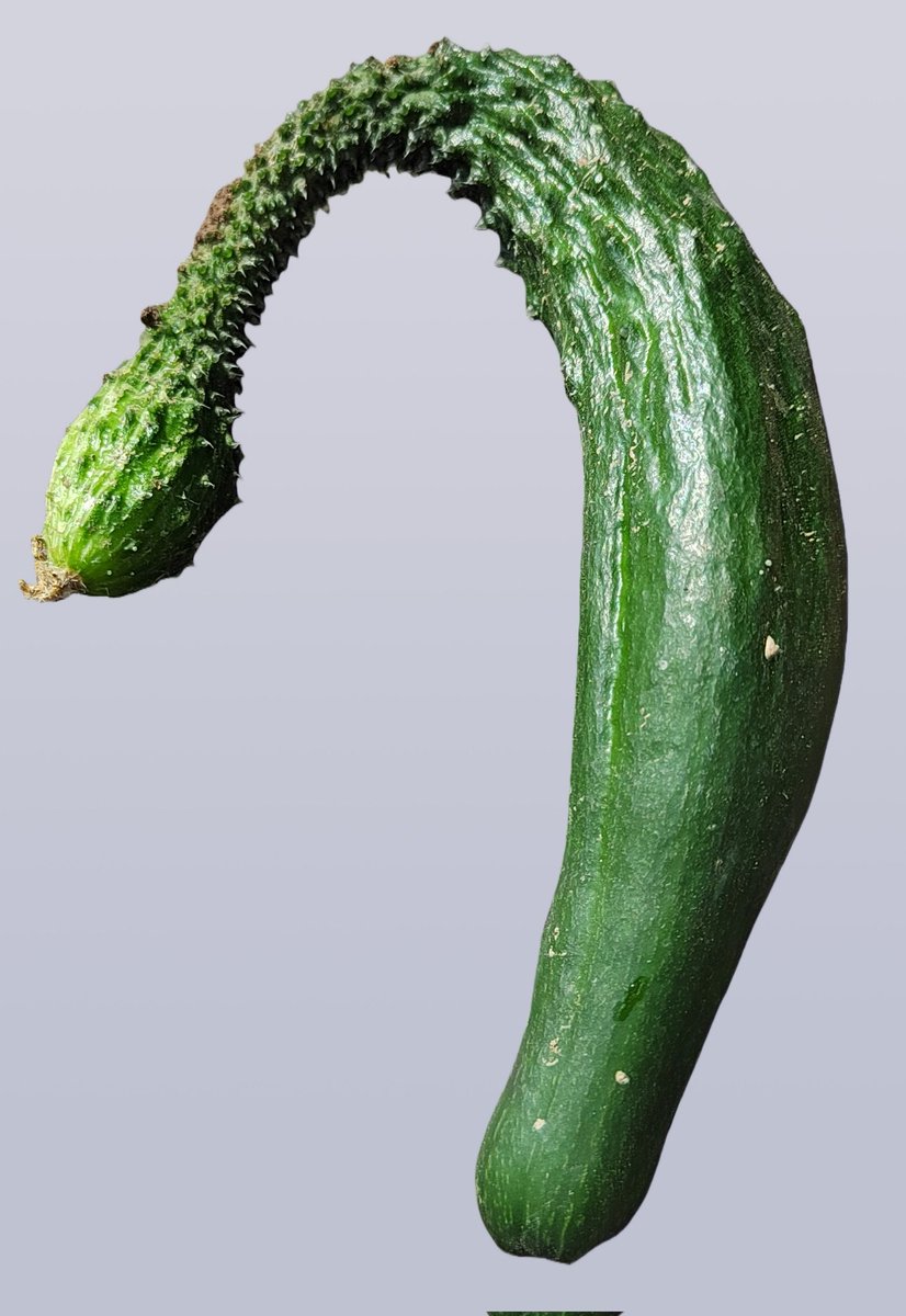 JanHLee1's tweet photo. My cucumber garden hurls a query stark and cold:
Why must hard toil of labor still be dealt and doled?
Does every weary miner strike and find pure gold?
Who weighs the cost of sweat against the tales untold? https://t.co/Jhi7FYSccd