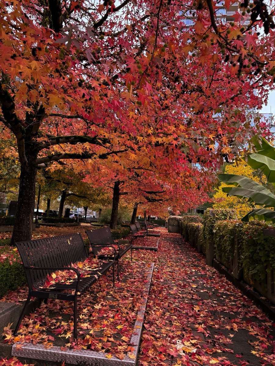 jam_muu's tweet photo. A few months apart, yet it feels like a different world. From leaves that danced in autumn's golden glow to branches bursting with summer's vibrant green. Nature doesn't repeat itself, it reinvents beauty every season. https://t.co/tzeCuS7DZr
