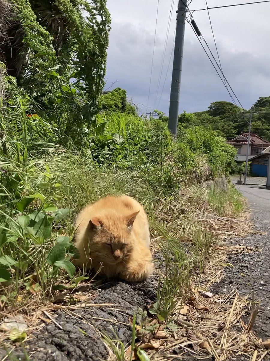 念のため #仁斗田地区 #ポンプ置場 へ おかか、バロン、ルイーゼ、二