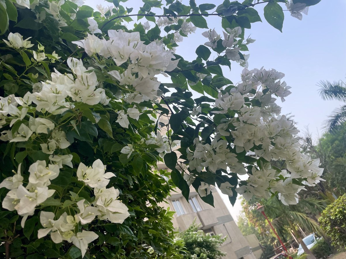 pendushehari's tweet photo. Draped in morning light and white petals, nature really said..  “Let’s keep it classy”. https://t.co/wlebjtnE03
