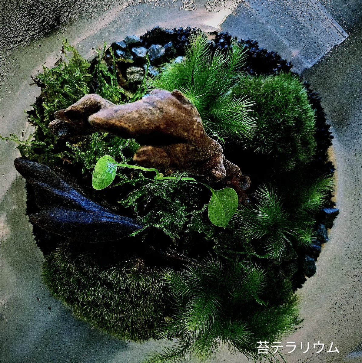 DUAL_BOOKs's tweet photo. こちらではあまり告知できていませんがDUALBOOKsから徒歩５分の山郷店は自然をテーマに選書していて小樽の植物屋Detropさんとコラボしているし新刊もあるし銭函という方田舎で「本屋ハシゴ」できる幸せをどうぞ味わってほしい。 https://t.co/UpoVCcDHGw