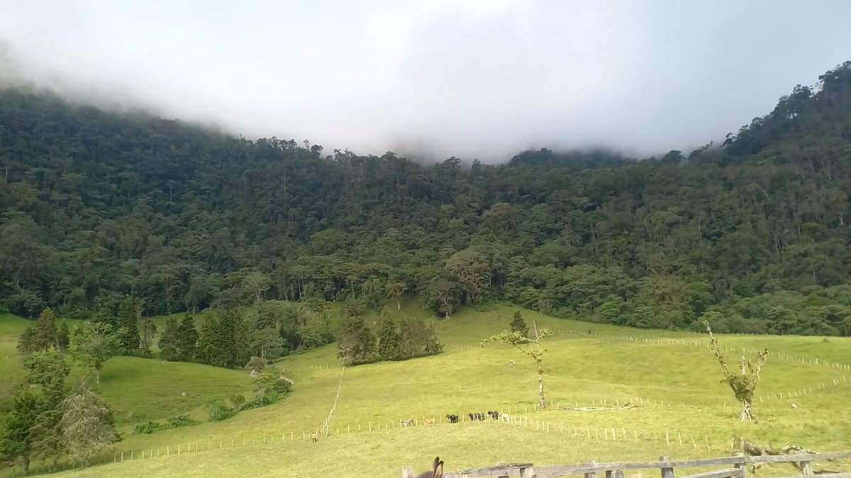 PL_Chiquinquira's tweet photo. 🌄🍃 Los paisajes de Cóper, Boyacá, son un reflejo de la riqueza natural que caracteriza al campo colombiano. 

@fedegan @jflafaurie @fng_plpailitas  #ConstruyendoGanadería #OrgullosamenteGanaderos https://t.co/5SMEXMRadb