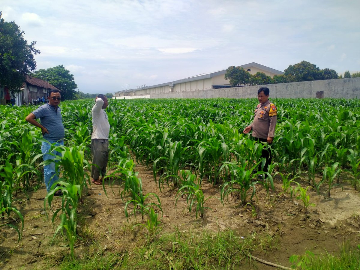 HumasBuduran's tweet photo. Bhabinkamtibmas Desa Bulang Polresta Sidoarjo Monitoring Pertumbuhan Jagung Bersama Petani, Dukung Program Ketahanan Pangan dan Swasembada Pangan di Sidoarjo
#ketahananpangan
#polrestasidoarjo
#swasembadapangan
#polisicintapetani
#astacitapresiden https://t.co/F1RwIz4VWm