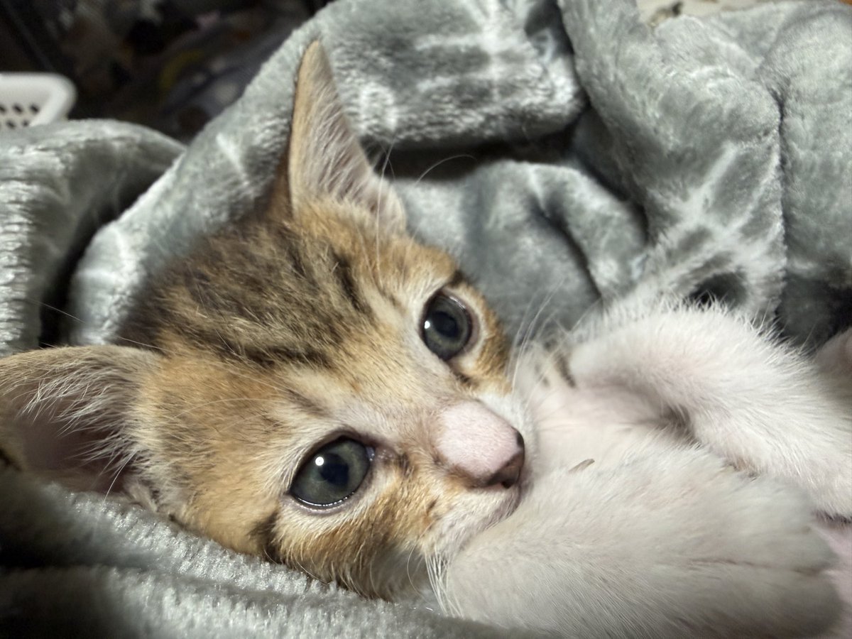 tartekatze's tweet photo. この子猫たち、あざと可愛いすぎない？！ https://t.co/hQdPU0CHew