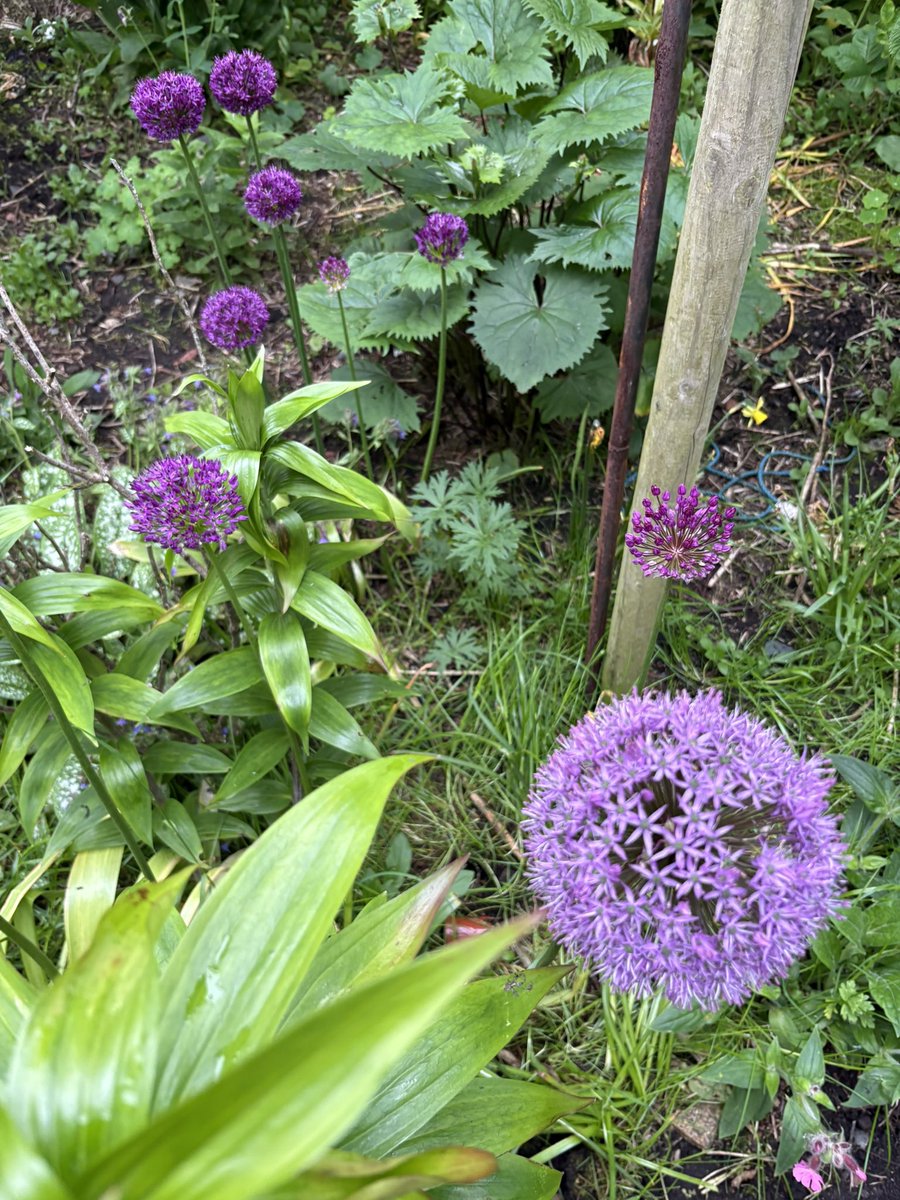 docsuzy's tweet photo. I swear the  weeds have grown 6 inches since Saturday . A lovely calm night with the alliums and rocket just coming out. https://t.co/8DWuXSbNMU