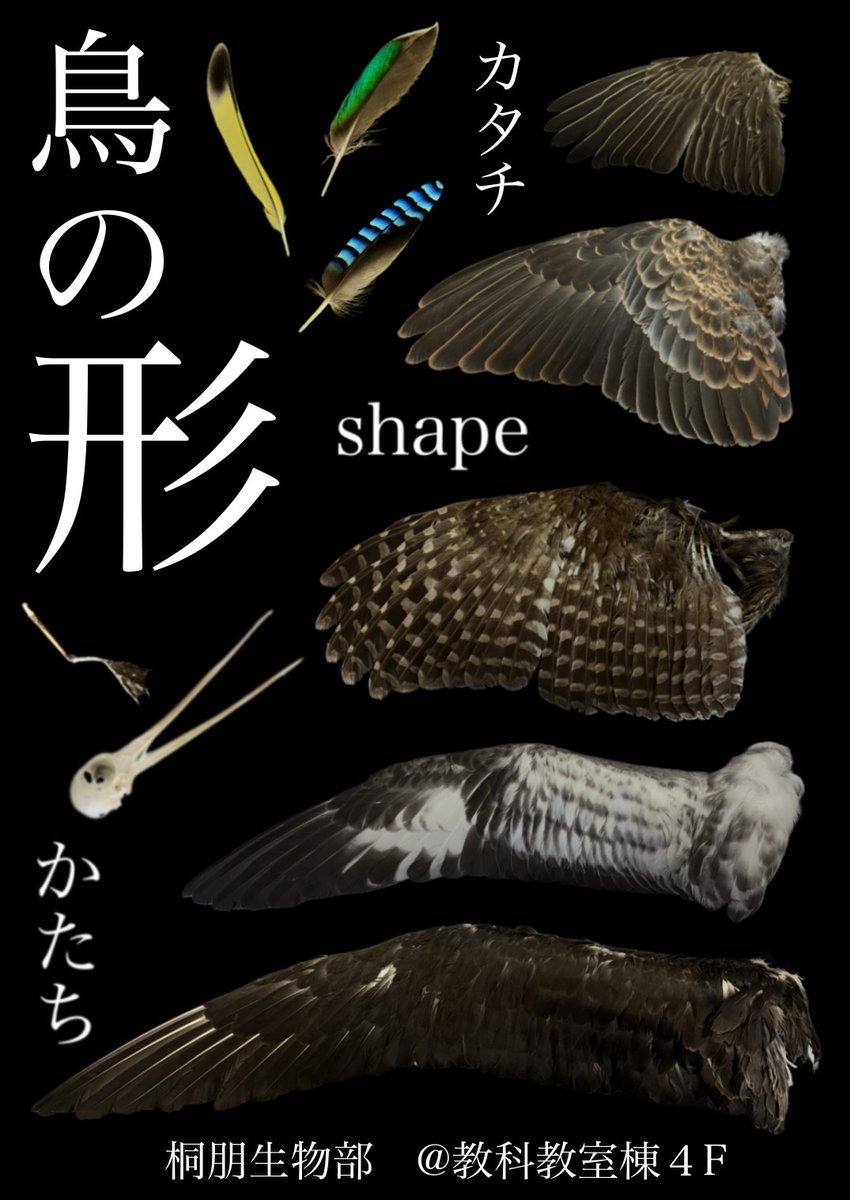 tohobirdgroup's tweet photo. 桐朋祭まであと2日！
今年の鳥類班のテーマは「鳥の形」。
200種以上のコレクションの中から厳選した羽や翼の標本、剥製が並ぶ圧巻の展示をお届けし��す。
鳥たちの知られざる魅力と真の姿を、どうぞお見逃しなく！！ https://t.co/vd3FMNqoAe