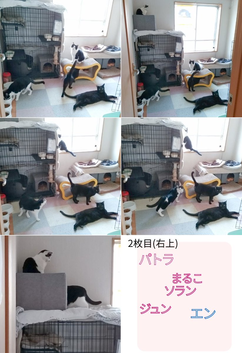 保護猫ルームえびす(大阪府里親募集中) tweet media