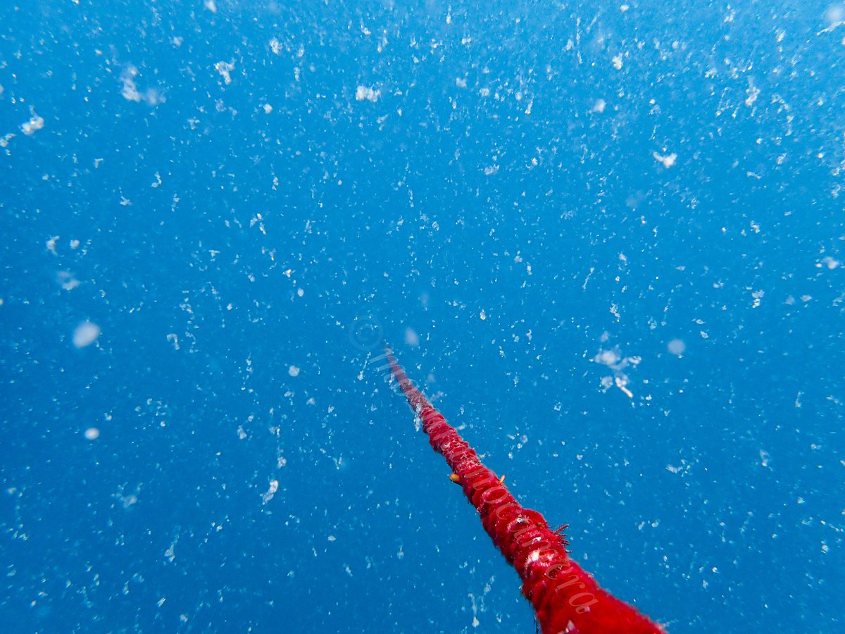 もずく (@Mozukunocamera) / Posts / X