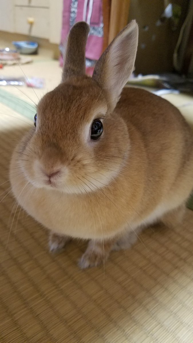 qkgpso4tQw85289's tweet photo. 【うさぎ🐰】
おはうさー🐰
今朝は涼しいね☁
もふもふ曜日今日もみんなよろしくね～💓
#ネザーランドドワーフ 
#bunny https://t.co/uK5F7wS8Ks