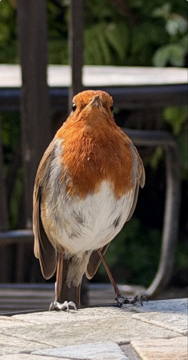 BillBront's tweet photo. Met a fearless little Robin at the Ince Blundell garden centre who tried to steal the cream off my hot chocolate! ☕️🐦 

He taught me a massive lesson about staying present and living life one day at a time. Read my new story on Medium:
👇👇👇
https://t.co/0v8fJoCVMw 🎸✨

#Mindfulness #Nature #BillBront