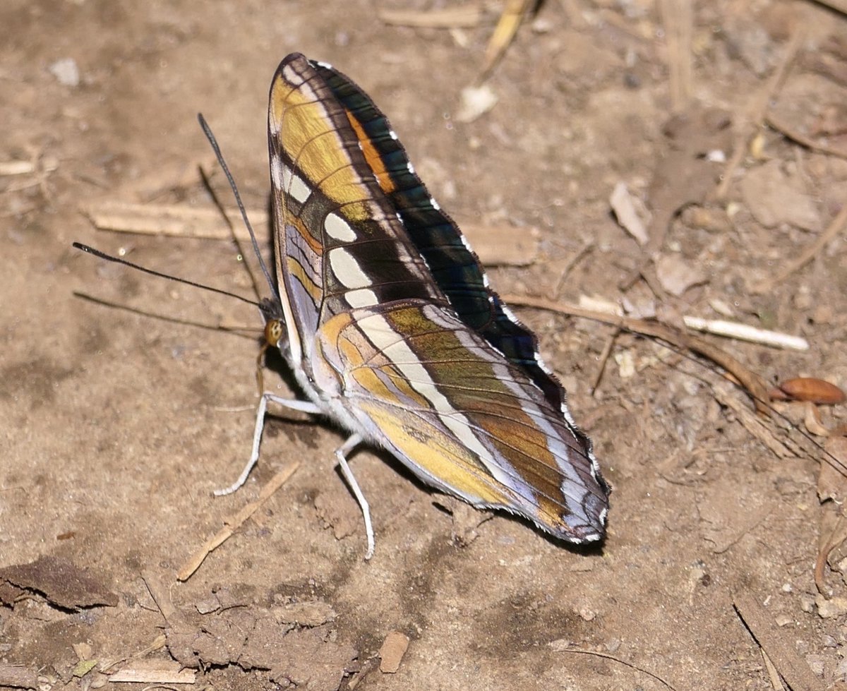 Leslie64993617's tweet photo. Afternoon timeline cleanse.  This butterfly is a California sister.   Wings open wings closed. https://t.co/nBkjFedZtY