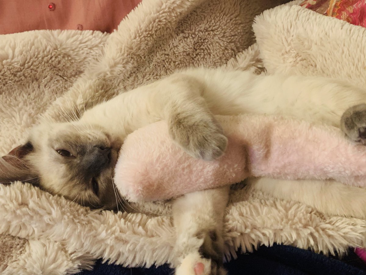 JennLeeSmall's tweet photo. @catwithaura My bunny https://t.co/mp6IobLL1V