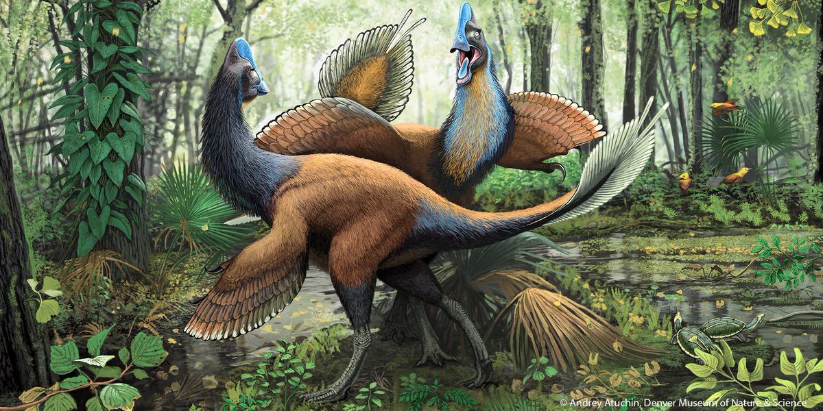 JoshuaRojas19's tweet photo. The first image is a spectacular illustration by the talented artist @AndreyAtuchin. Long ago in ancient North America, two caenagnathid dinosaurs called Anzu wyliei are engaged in a dynamic behavioral display - likely involving courtship or territorial conflict - in a lush, https://t.co/lMxCci043o
