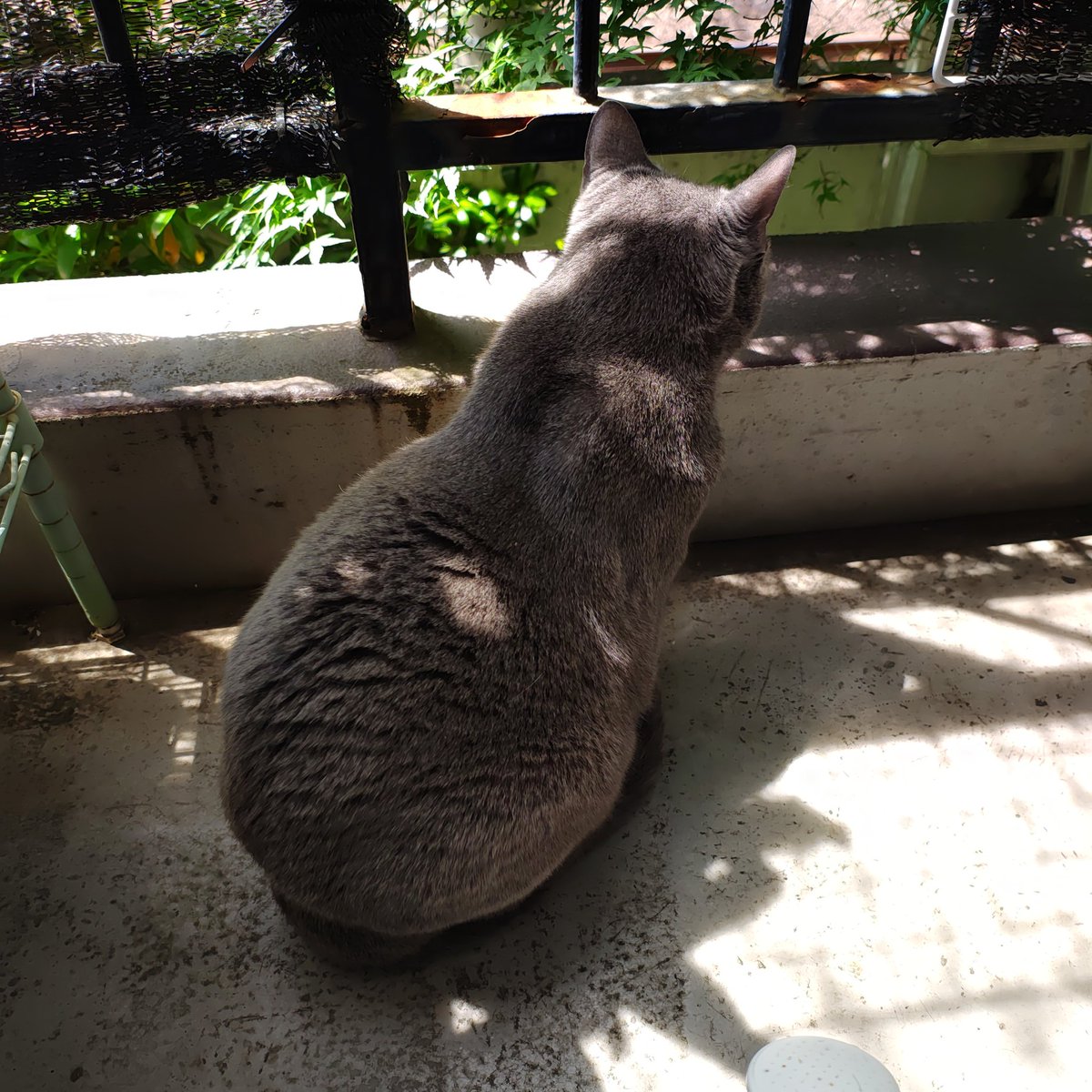 zero7652's tweet photo. おはようございます☀今日は休みとサンシャイン即売会が重なったので行こうかと思います✨😆🐾🐈‍⬛ https://t.co/PTsq7zdn8M