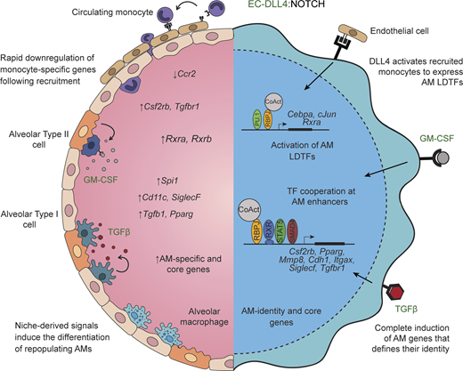 LabWaggoner's tweet photo. DLL4, GM-CSF, and TGFβ coordinate transcriptional networks that, together with the RXR–PPARγ axis, which regulate chromatin and gene expression to establish and maintain alveolar macrophage identity @jexpmed
https://t.co/elvoApBaXH 🇪🇸 https://t.co/0UbVE0yFpr