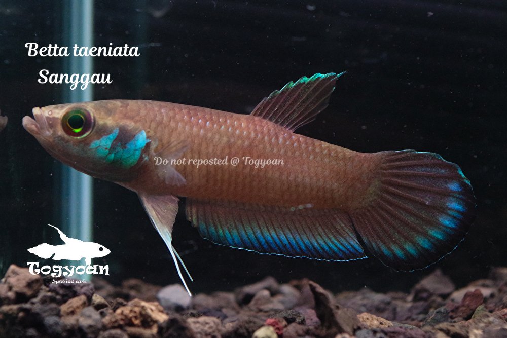 Balitoridae's tweet photo. 【悲報】僕氏またしてもやらかし

タエニアータがカートに掲載されていないことに今気が付きました…
確かに今回便でタエニアータ発送した記憶ないわ…笑

ということで追加しました。
セールももう終了が近くなっておりますがよろしければ… https://t.co/rOeMqdiCQq