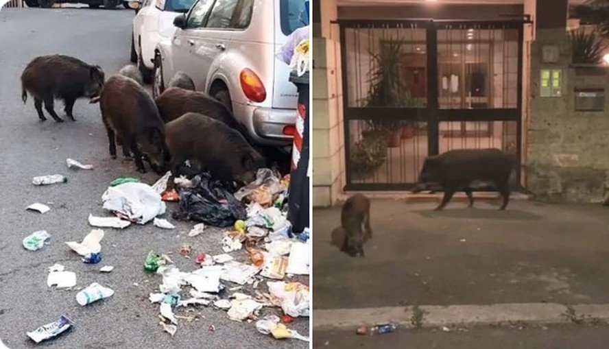 LSobrla's tweet photo. Sim existe o fenômeno de Javalis que invadem alguns lugares de Roma pra se alimentar de lixo, semelhante o que ocorre com os porcos nas favelas do Rio de Janeiro 

#Zerocalcare #DueSpicci https://t.co/x0RW2W41VI