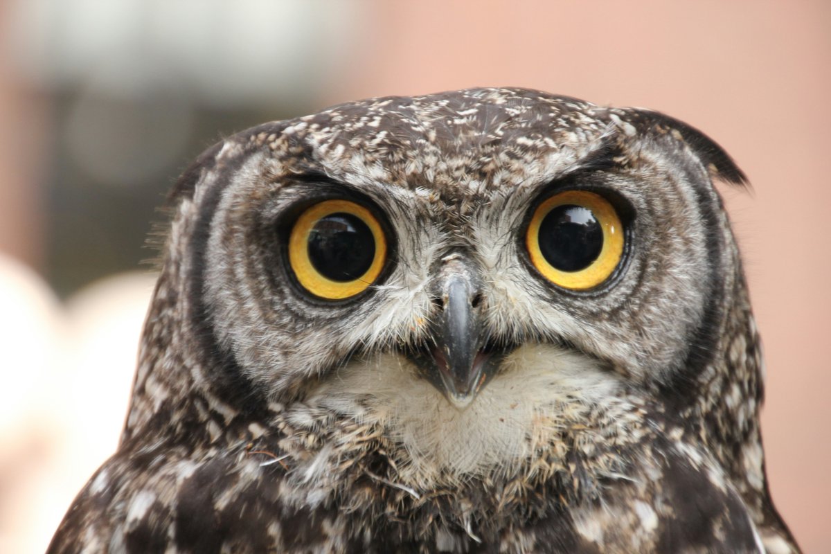 earthcurated's tweet photo. Owls don’t have eyeballs.
They have fixed tube-shaped eyes, that’s why they rotate their heads up to 270° to look around. https://t.co/vUATsvgaqv