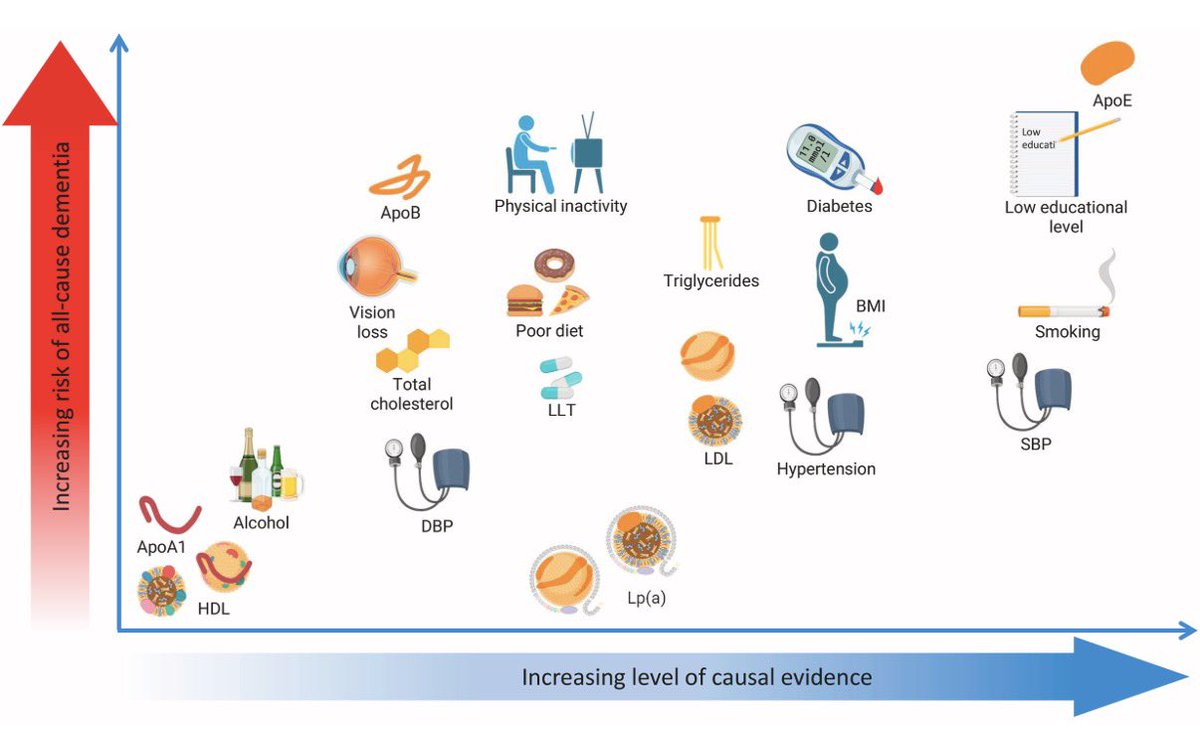 drpablocorral's tweet photo. ☝️Atherosclerosis & Dementia: The Missing Link?

👉A new review reinforces a concept lipidologists and preventive cardiologists should not ignore: what damages arteries may also damage the brain.  

1️⃣ Up to 45% of dementia cases may be preventable through modification of cardiovascular risk factors.  

2️⃣ High LDL-C, elevated triglycerides, hypertension, type 2 diabetes, obesity, and smoking show the strongest evidence as causal risk factors for late-life dementia.  

3️⃣ Genetic and Mendelian randomization studies increasingly support a role for apoB-containing lipoproteins in dementia risk, strengthening the vascular-brain connection.  

4️⃣ Emerging evidence suggests that lipid-lowering therapies, particularly statins, may reduce dementia risk beyond cardiovascular protection.  

5️⃣ The take-home message is simple: early prevention matters. By the time dementia becomes clinically apparent, decades of vascular and neurodegenerative injury may already have occurred.  

🧠🤝❤️ What is good for the heart is good for the brain. 

☝️Perhaps the strongest argument yet for aggressive lifetime management of LDL-C and overall cardiometabolic risk. 

🔓🔗 https://t.co/37j9PrEYaV

@society_eas 
@ATHjournal 
@nationallipid