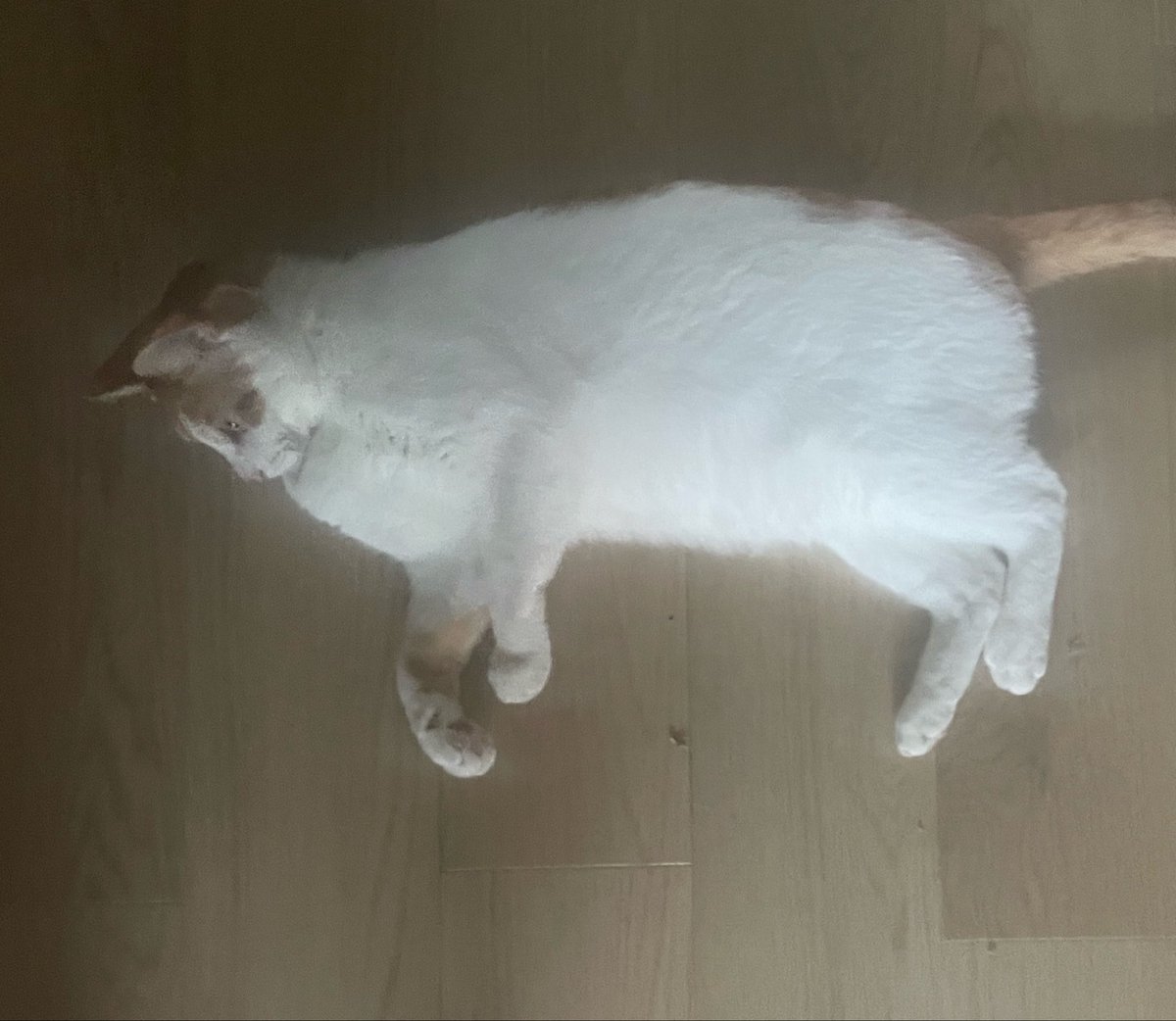 ChaaaaaaaSea's tweet photo. 今日も朝から見せつける笹かまボディー https://t.co/LfqtPiT3uw