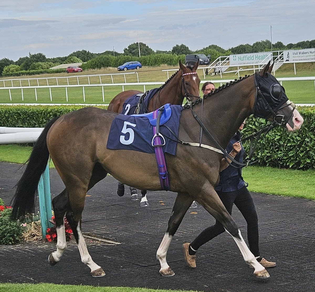 TheMackemRacer's tweet photo. Sadly today we had to retire our superstar Noble Consort from racing. He was fantastic for us last year winning 4 and going up from 49 to 80 in the process. Many thanks to @JCamachoRacing where he was adored, as he was by his @URSAMAJORRACING owners. A forever home awaits.💛🩷 https://t.co/DI855Yy6ni