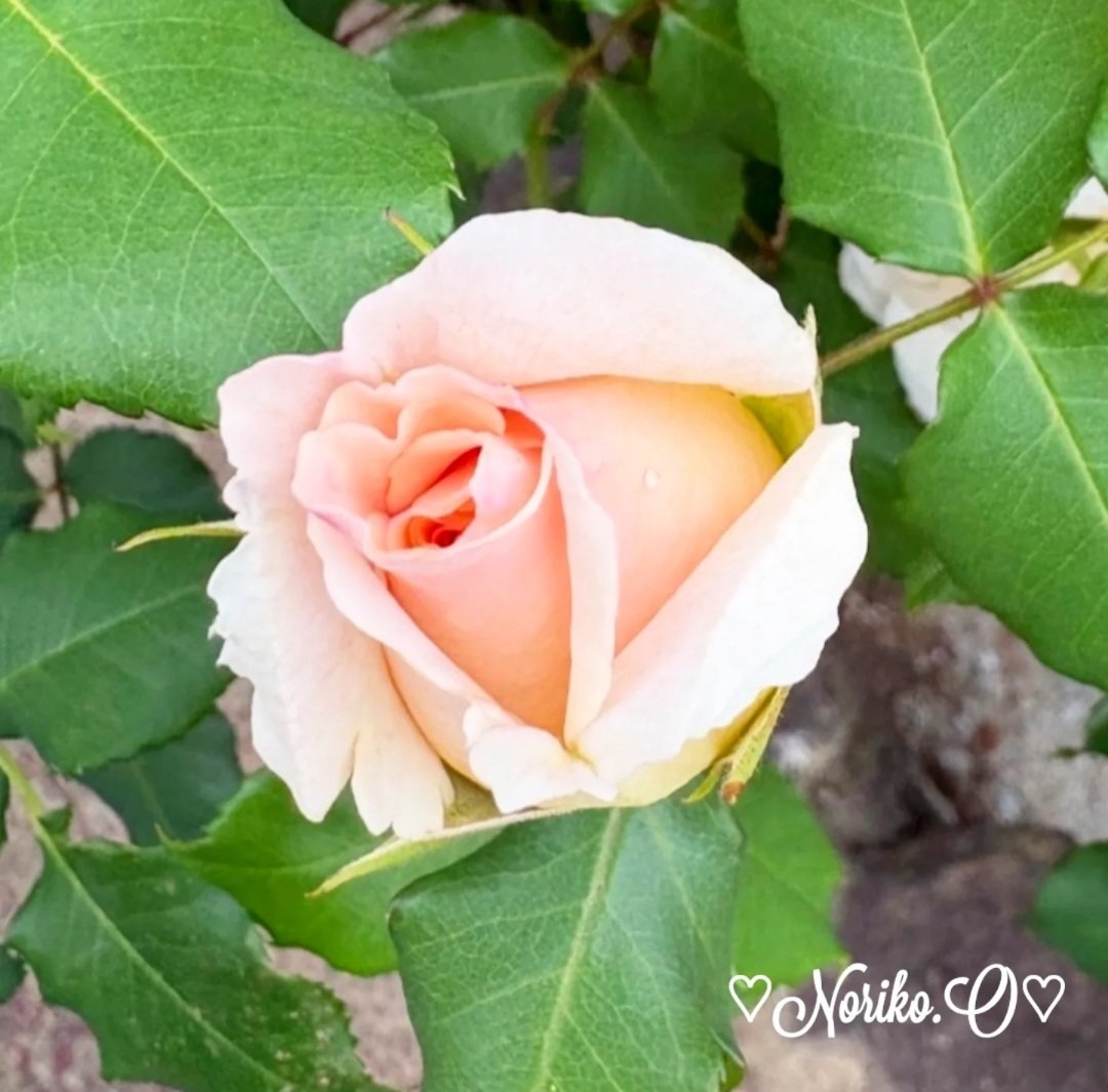 Nonno2200's tweet photo. 台風一過の暑さはなく
過ごしやすい一日
#おはよう
#goodmorning
#写真好きな人と繋がりたい
#ファインダー越しの私の世界
#roses
#薔薇
#flowers
#flowerlovers
#flowerlife
#花
#花のある生活
#2026年
#june
#6月
#japan
#今日の一枚
#ガーデニング
#summer
#初夏 https://t.co/MQBKrD5hSo