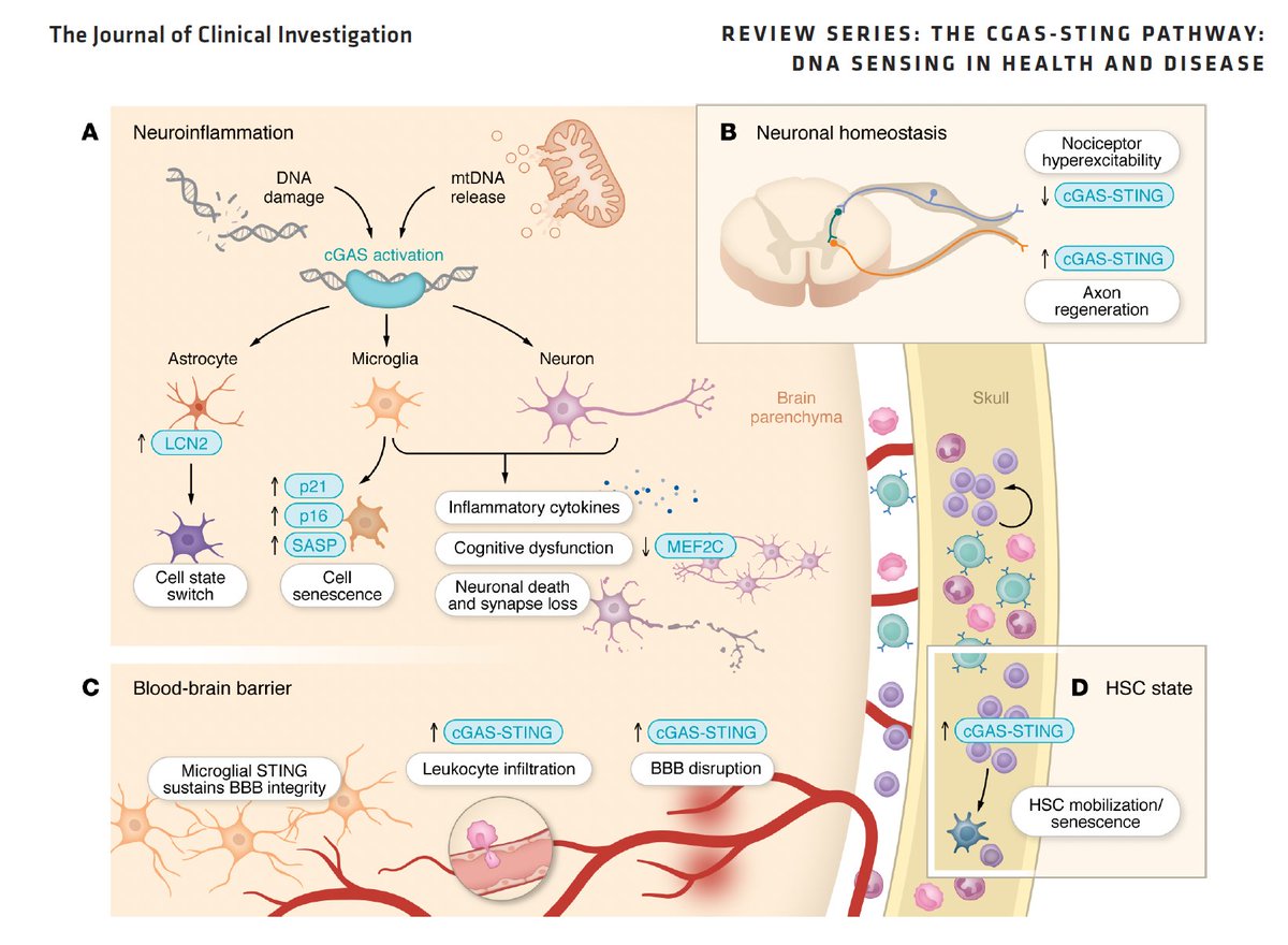 EricTopol's tweet photo. If we are going to make more headway vs neurodegenerative diseases, we need potent brain anti-inflammatory agents. This new review @jclinicalinvest explores targeting the cGAS-STING pathway, which is in clinical trials for other conditions
https://t.co/tWZ5c9OhW9 https://t.co/t4UqlpHtwp