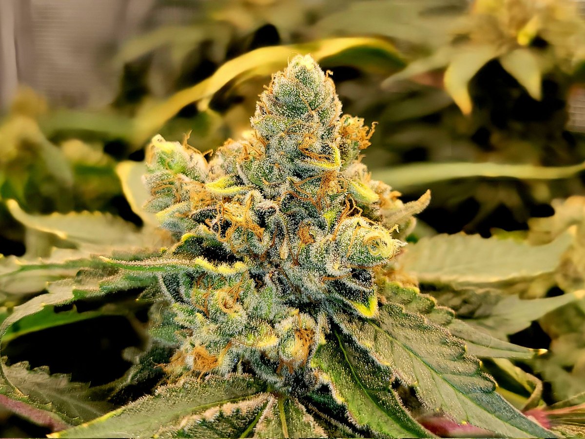TentsGotAGarden's tweet photo. Day 70 Flower - Frosted Socks F1 by @SwankGenetics x @FTStashPodcast 
10 weeks of plant janitorial service! Coming down in next 12-48hrs🤘❄️🪴
Much love!🤙
FEPO NFSOT https://t.co/NZjdAidEFh