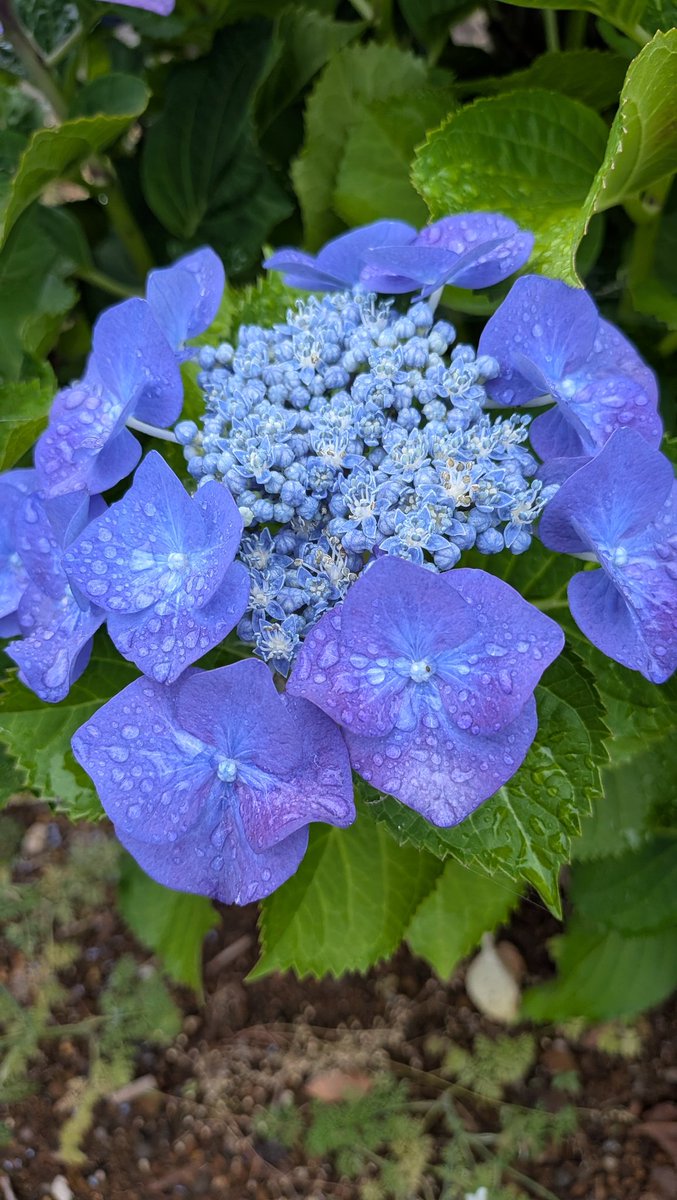 wato's tweet photo. 雨上がりの紫陽花は良き https://t.co/fyZdCuCHP0