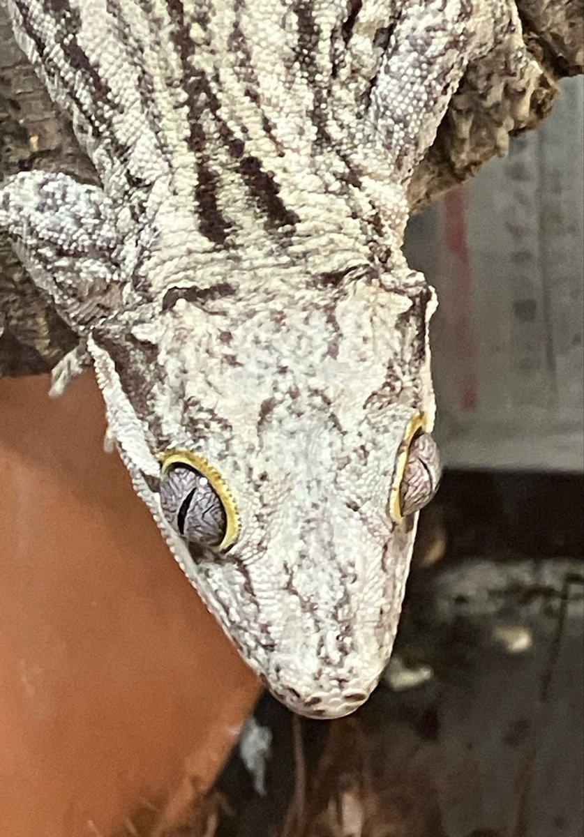 Tom11034's tweet photo. 皆さまおはようございます✨

イレギュラーではありましたが週の真ん中にお休みが取れたので体力的にだいぶラクです😁
…メールとか溜まってませんように（笑）😅
ではではイモヤモチャージしてお仕事がんばるぞい！
#ガーゴイルゲッコー
#アマミシリケンイモリ https://t.co/oZMaUQfdRC