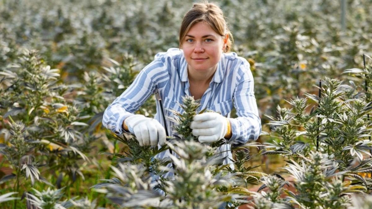 BizblogPl's tweet photo. 🇵🇱 Kombinat Konopny chce sprzedawać medyczną marihuanę.

Problem? Nie może produkować jej z polskimi rolnikami.

🌿 Polskie prawo mówi: importuj.
🇬🇷 Grecja mówi: zapraszamy.

Tak właśnie pieniądze, miejsca pracy i podatki wyjeżdżają za granicę.

https://t.co/IODbmiss1q https://t.co/qfk07KmNry