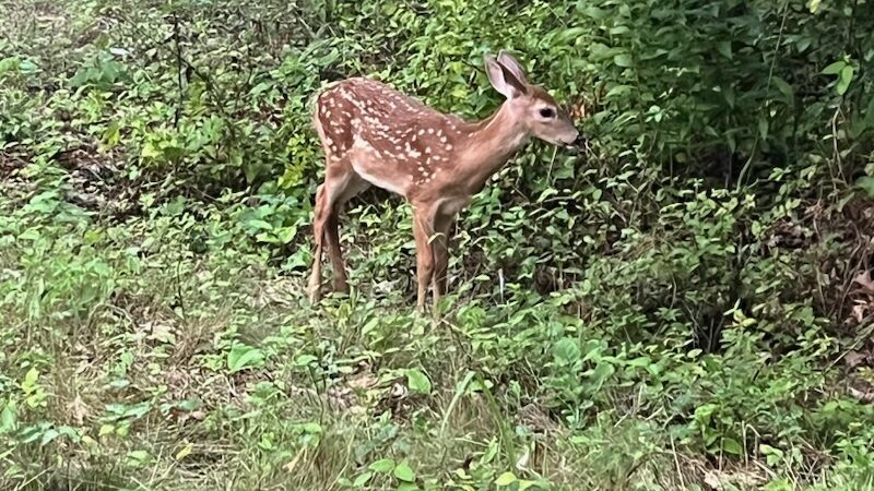 Missourinet's tweet photo. Missouri Conservation Commission considers rules on camping, shooting ranges, out-of-state deer hunters
https://t.co/WafqhV306U https://t.co/zJ7XnScGYw