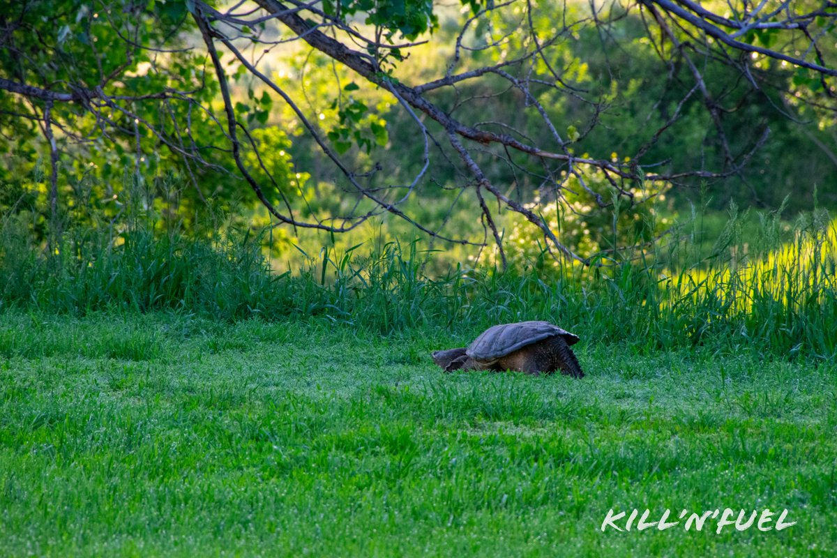 KillNFuel's tweet photo. Caught this shot during a downtime break.
#WildlifePhotography #NaturePhotography #SnappingTurtle https://t.co/k85ykrhgle