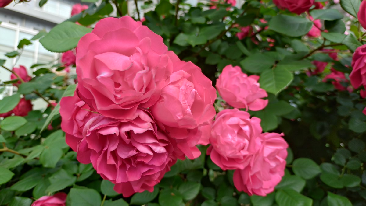 チェリーボニカ🌹 名前のとおり、さくらんぼのように愛らしい濃い