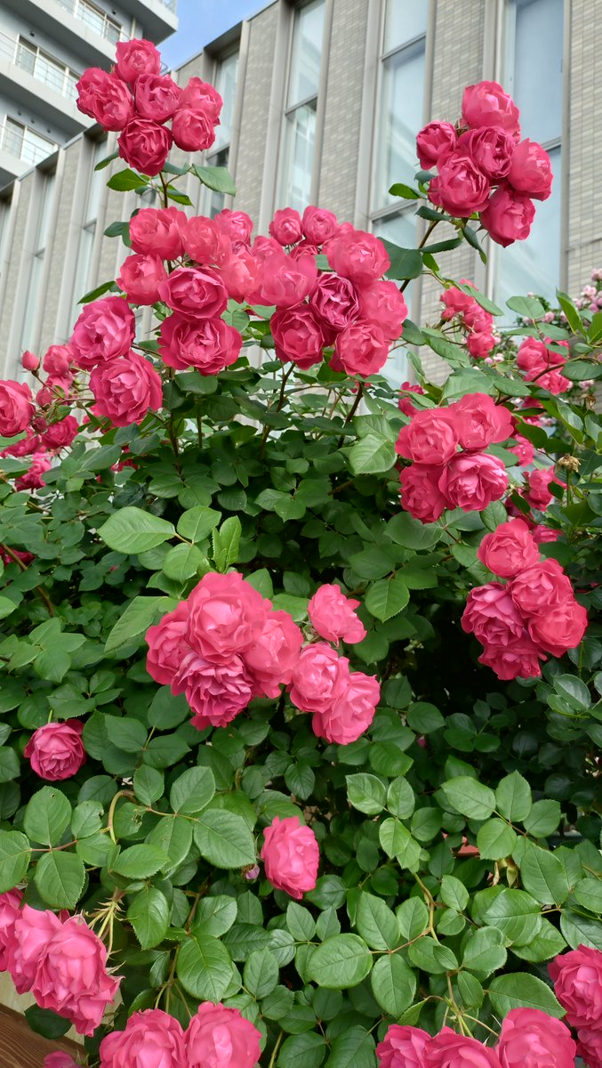 チェリーボニカ🌹 名前のとおり、さくらんぼのように愛らしい濃い