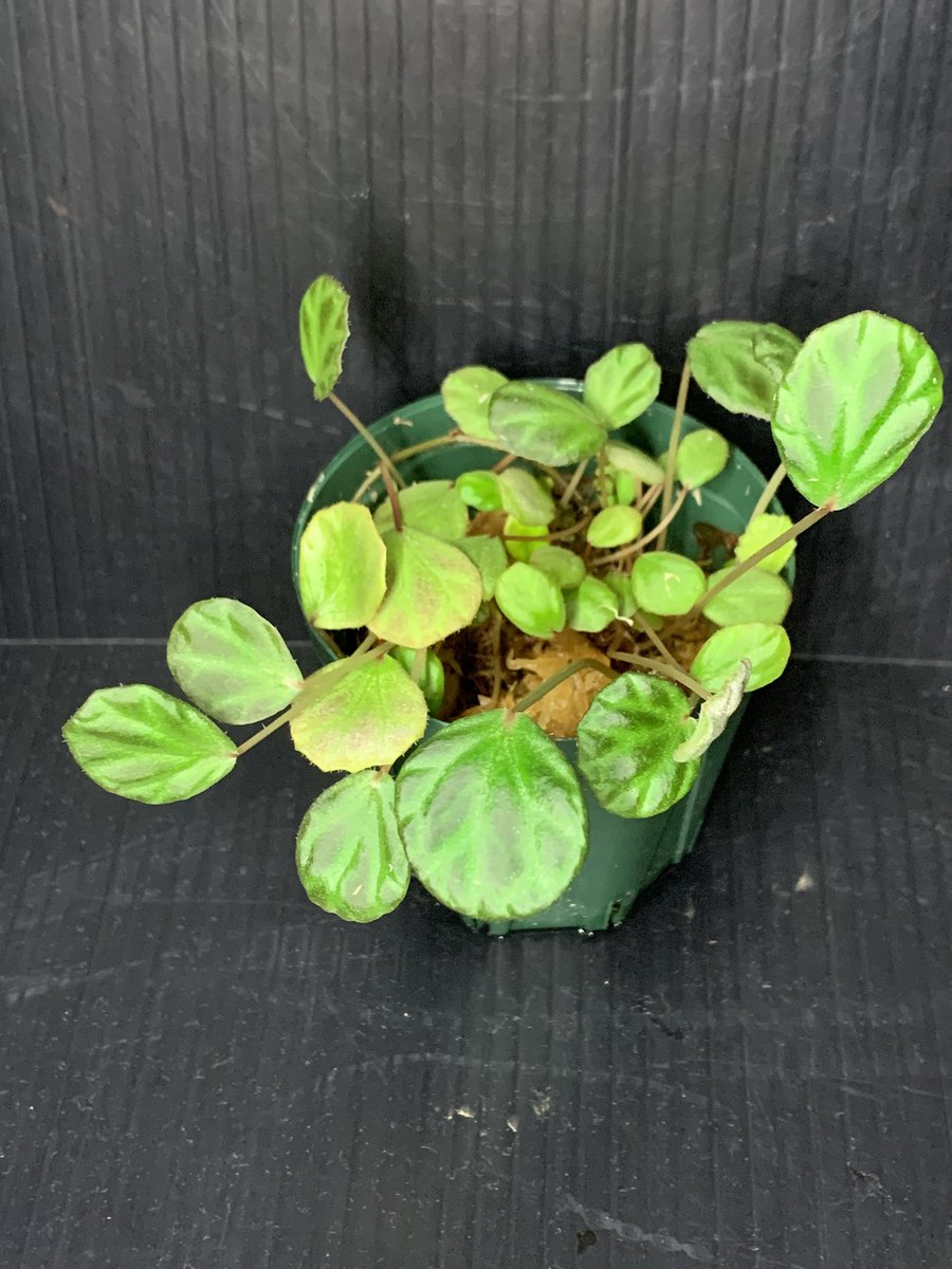 idmachide's tweet photo. Begonia sp. Sumatera Urara [LA0224-03] https://t.co/9m1Ni99Ghh