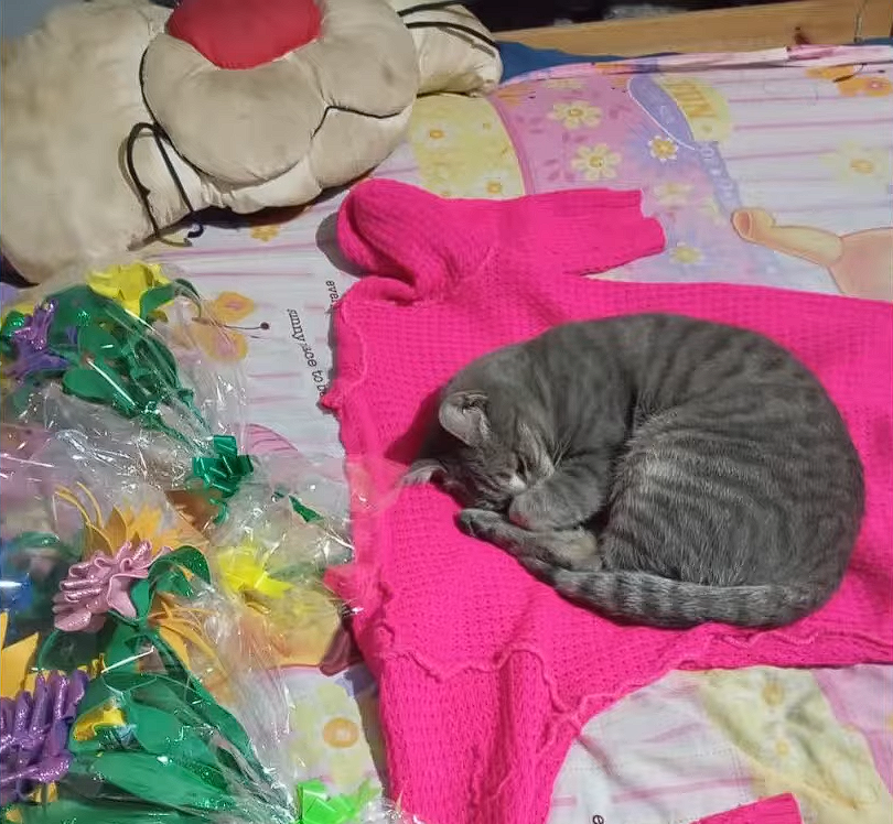 MaritoMilenio3's tweet photo. El gato de Agostina, durmiendo arriba de su pullover, que tiene su olor. https://t.co/HDLQqNVHA4