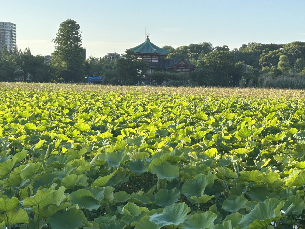 umeshu472's tweet photo. ココフリ中華街で6/27にハンターハンター併せしようと思います！
キャラは
シズク、イルミ、クロロ、クラピカ
が埋まってます。その他キャラなど制限ないので今日があれば連絡ください😊
⬇️流れ止め https://t.co/kGVzqOMCOb