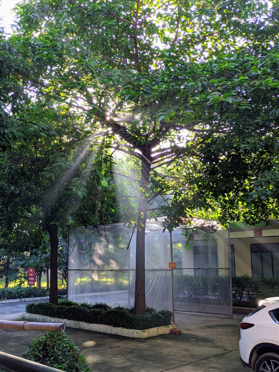 Sensoopp's tweet photo. Chào sáng thứ 5, mong thật nhiều may mắn đến với anh em ☀️☀️☀️

Sáng dậy thời tiết mát mẻ, nắng chiếu nhẹ qua tán cây, chim hót ríu rít.

Thích nhất là những khoảnh khắc như thế này 🥰 

Thứ 5 xin hãy nhẹ nhàng 🫡 https://t.co/ra39czdXpk